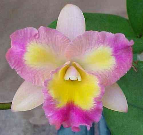 Brassolaeliocattleya Momilani Rainbow 'The Gypsy'